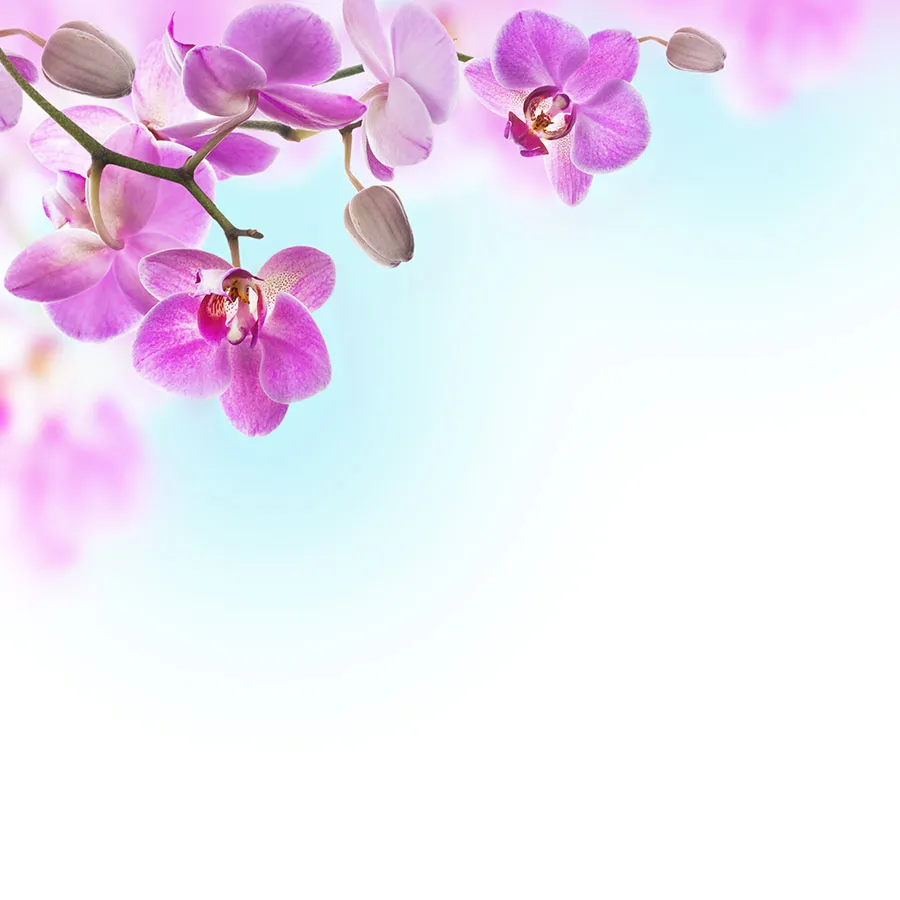 Flowers 522