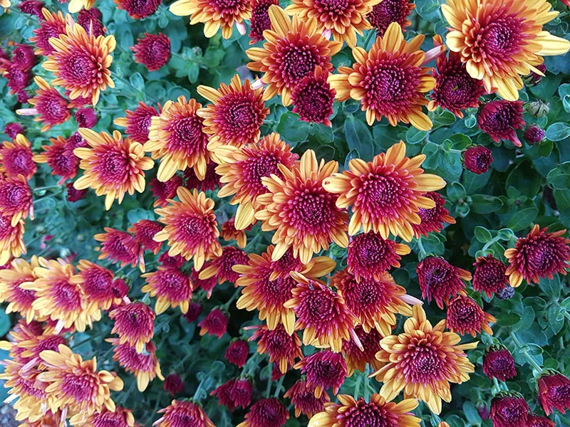 Flowers 388