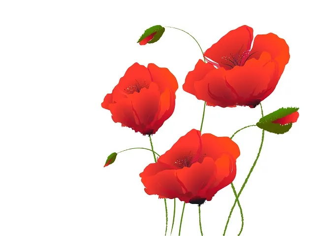 Flowers 256