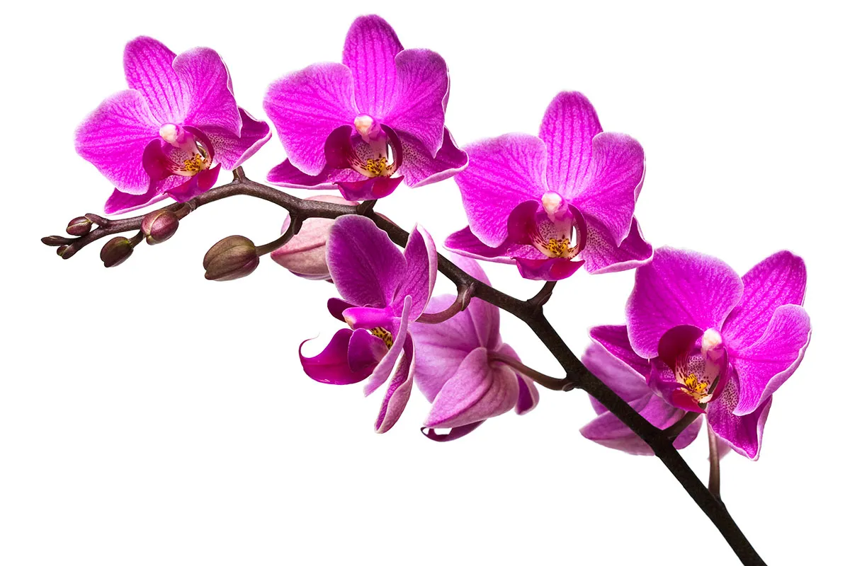 Flowers 395