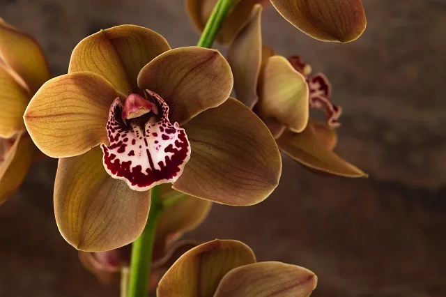 Flowers 304