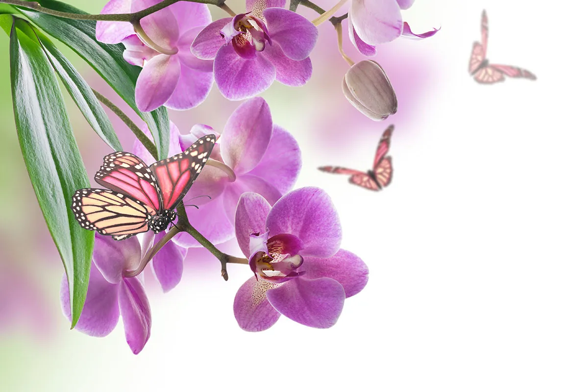 Flowers 375