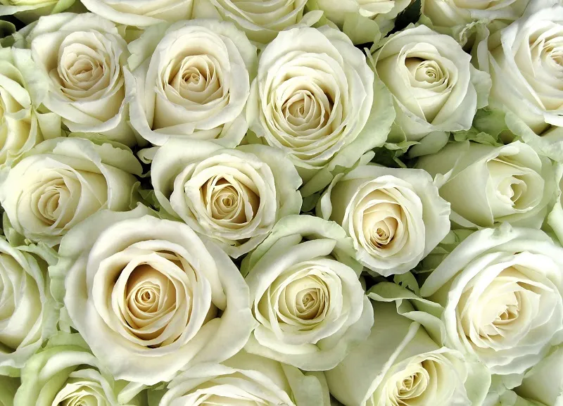 Flowers 089