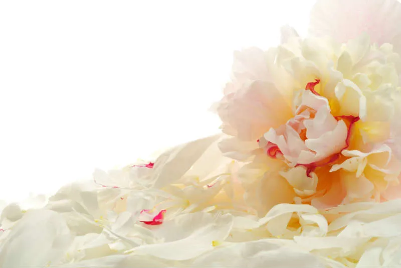 Flowers 205