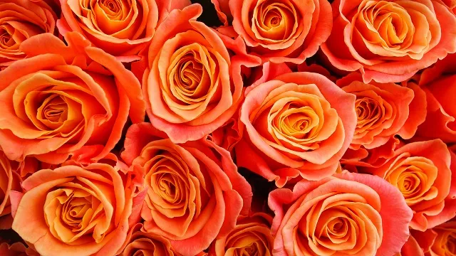Flowers 082
