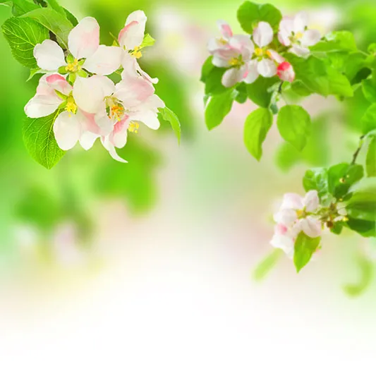 Flowers 364
