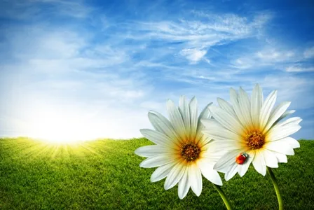 Flowers 188