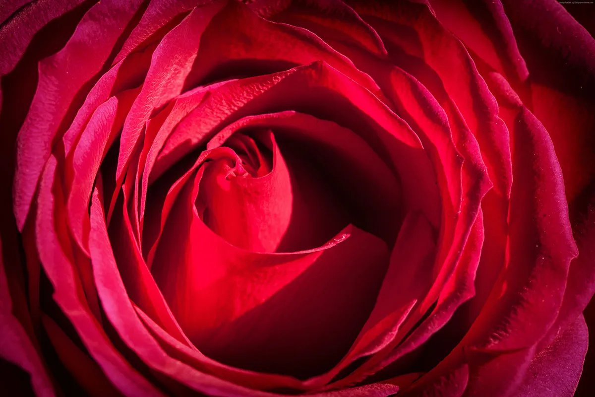 Flowers 400