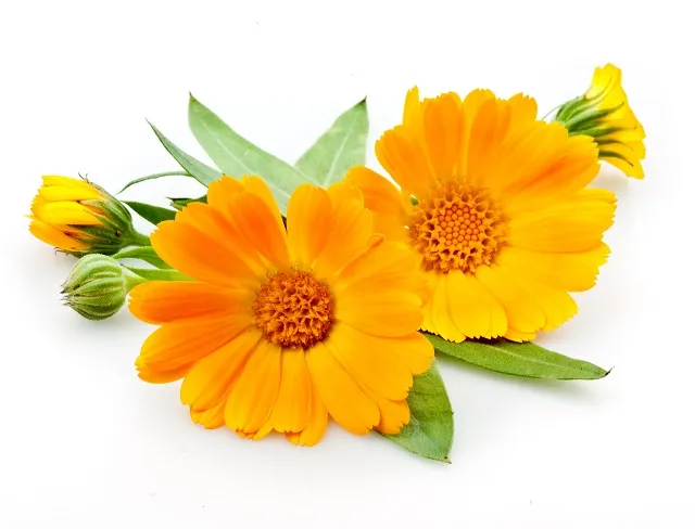 Flowers 331