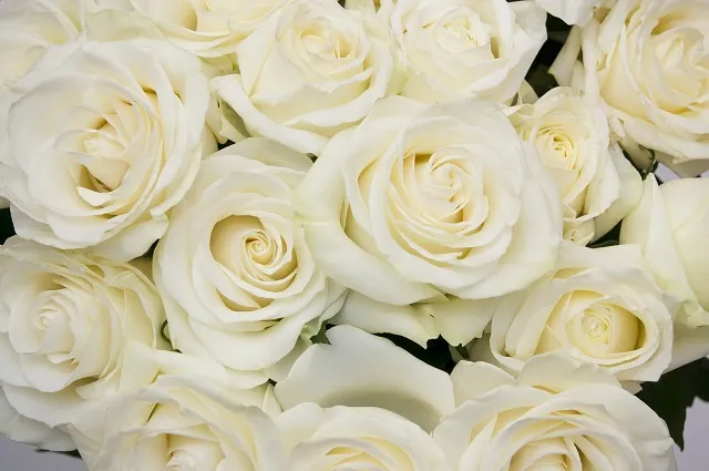 Flowers 291