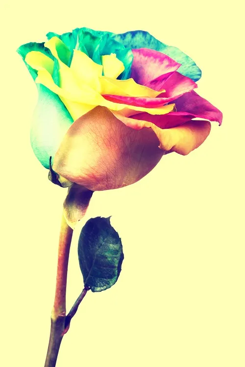 Flowers 200
