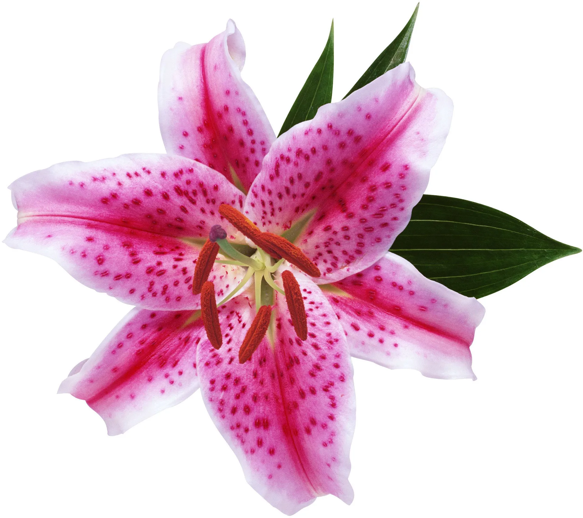 Flowers 127