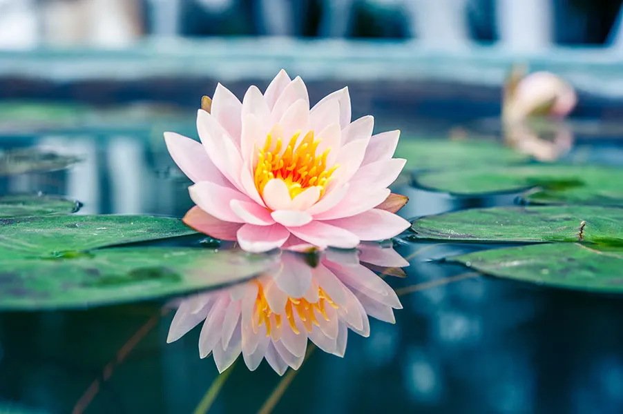 Flowers 448