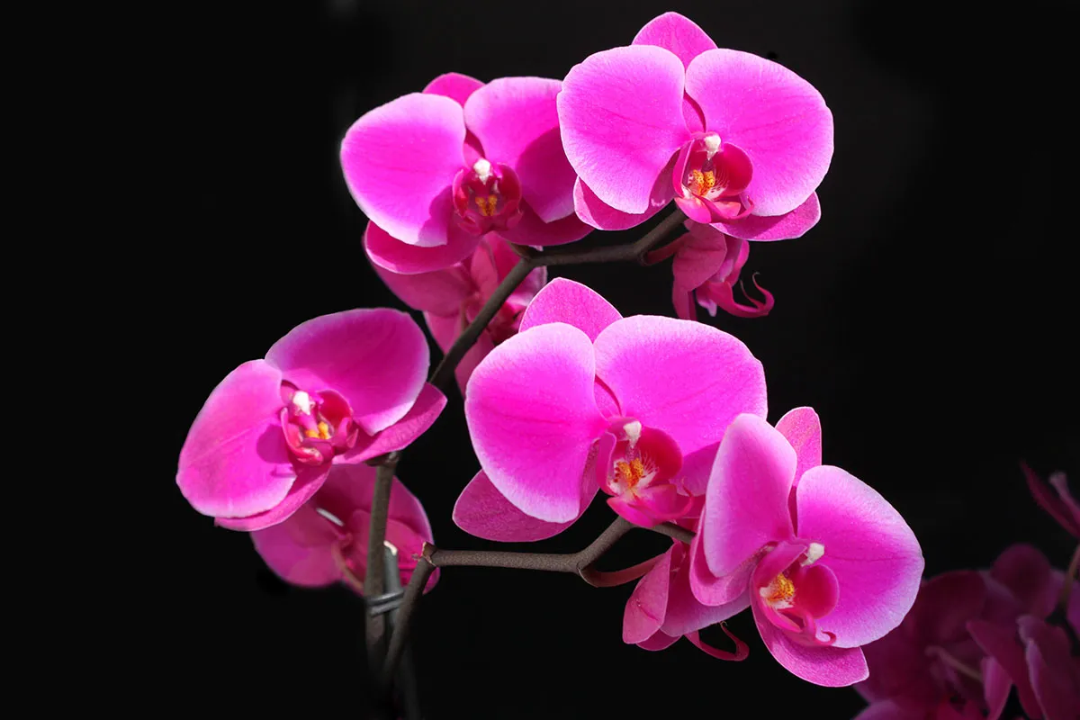 Flowers 355