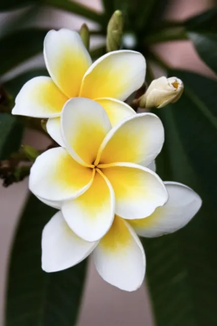 Flowers 084