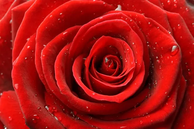 Flowers 081