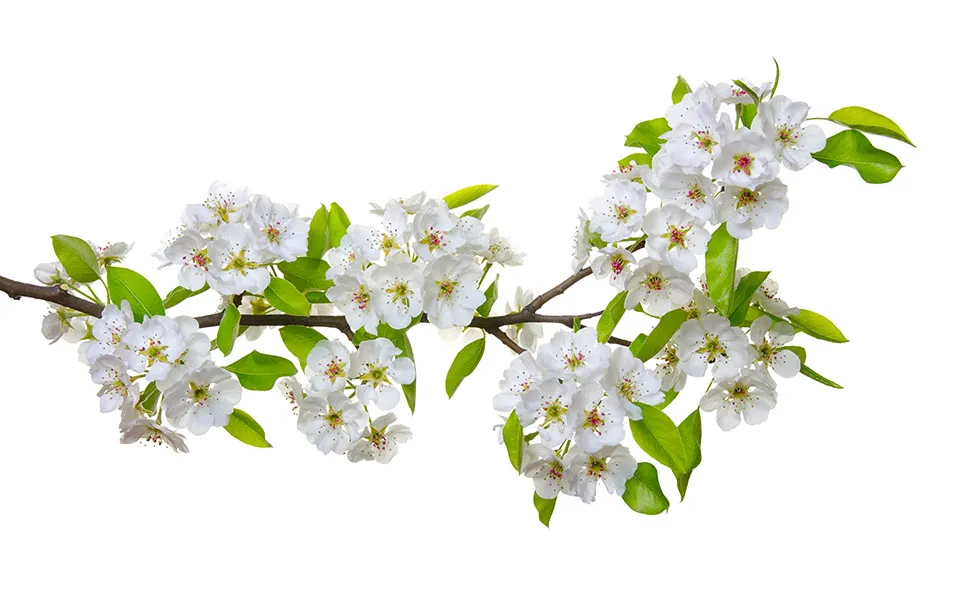 Flowers 471