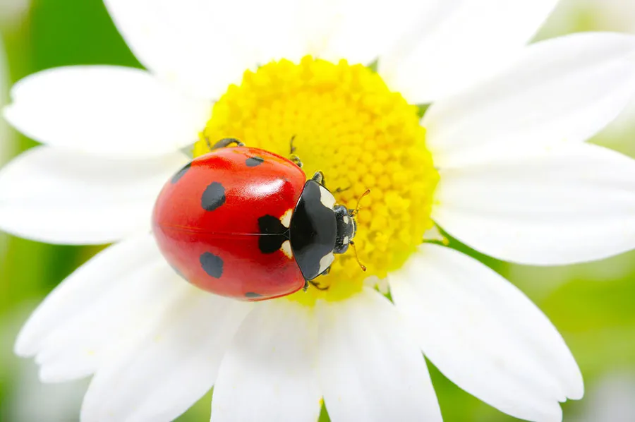 Flowers 442