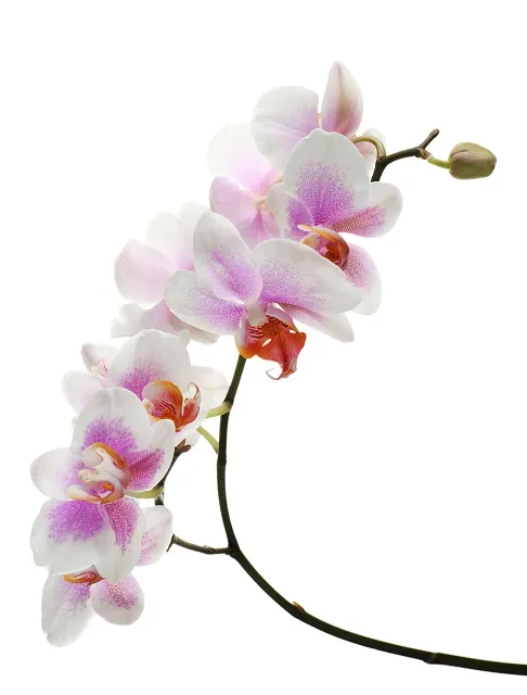 Flowers 025