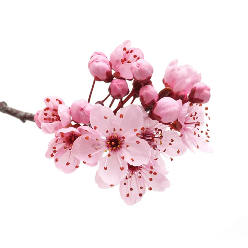 Flowers 466