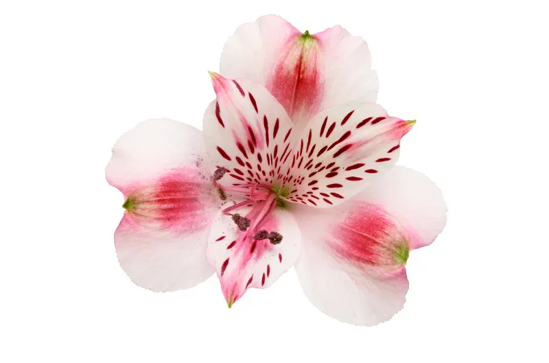 Flowers 038