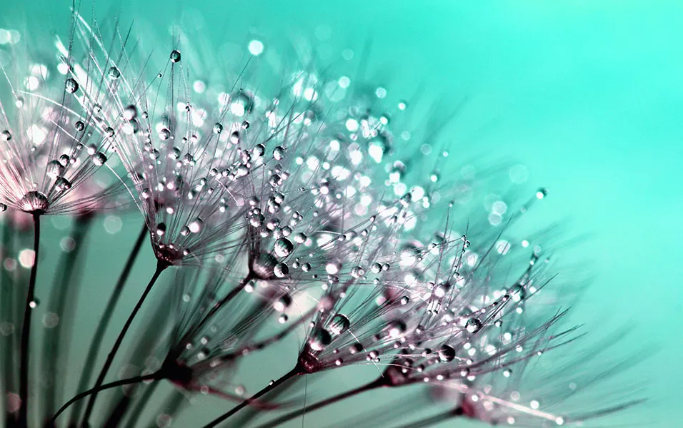 Flowers 437