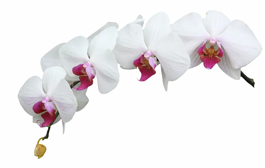 Flowers 441