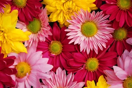 Flowers 253