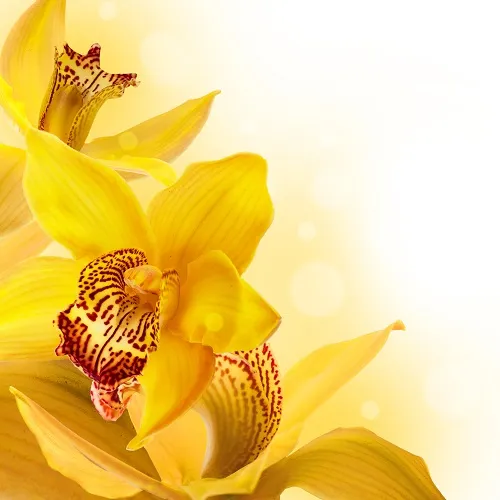Flowers 052