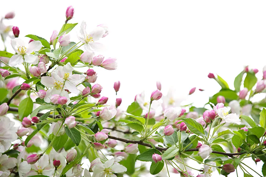 Flowers 549