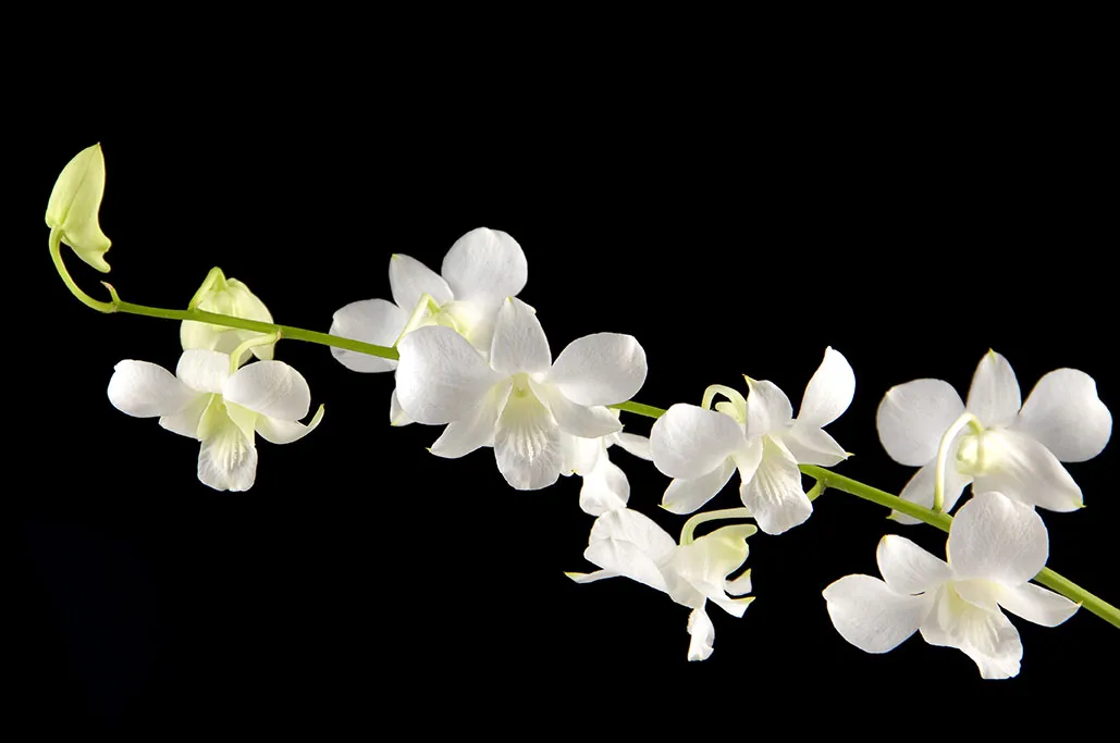 Flowers 516