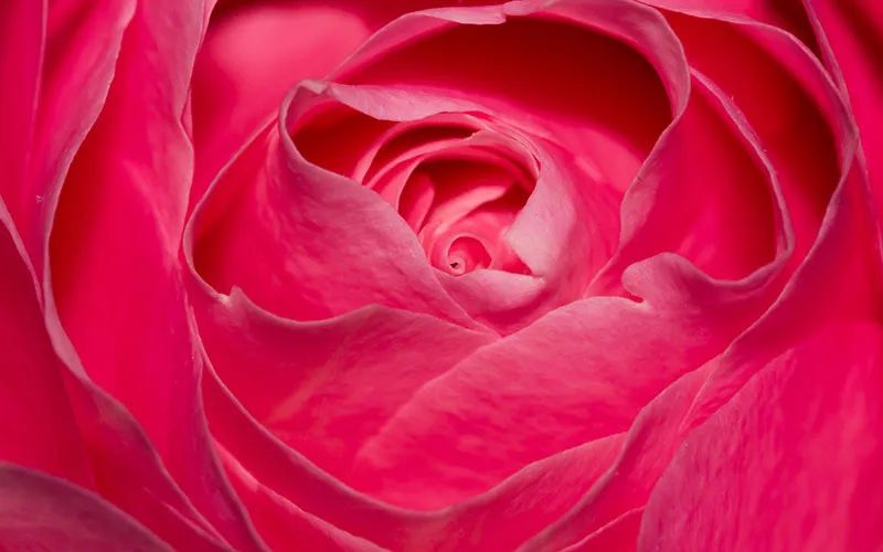 Flowers 393