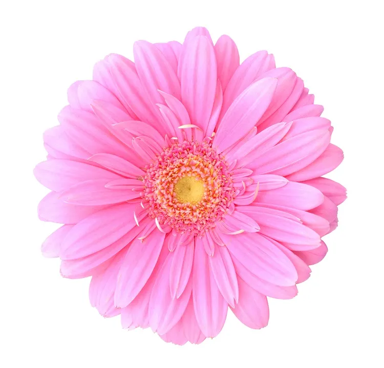 Flowers 129