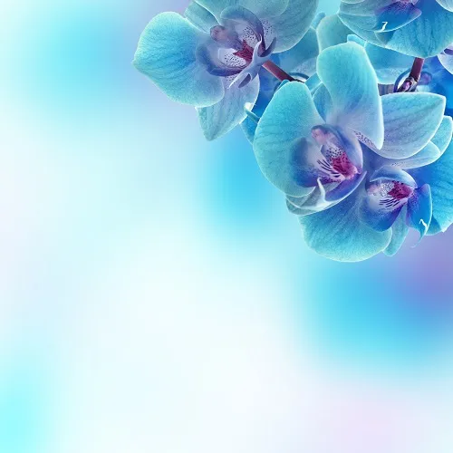 Flowers 045