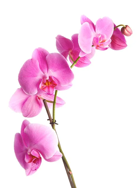 Flowers 281