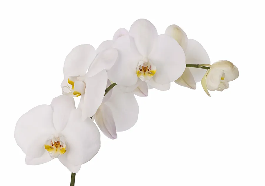 Flowers 593