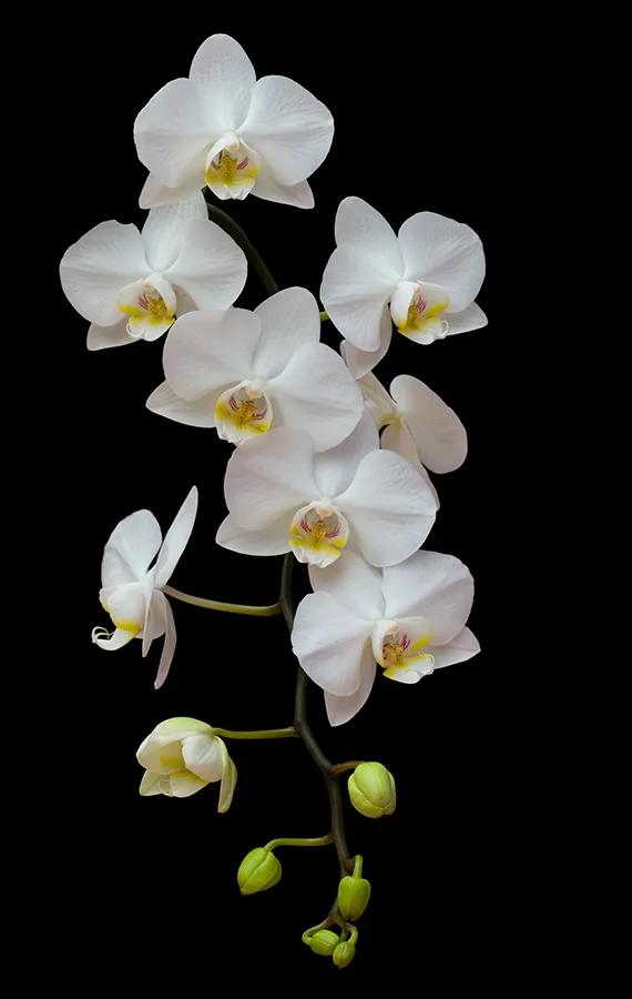 Flowers 597