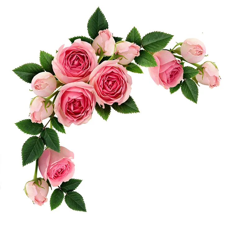 Flowers 591