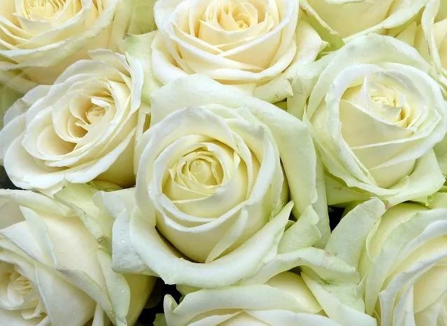 Flowers 295