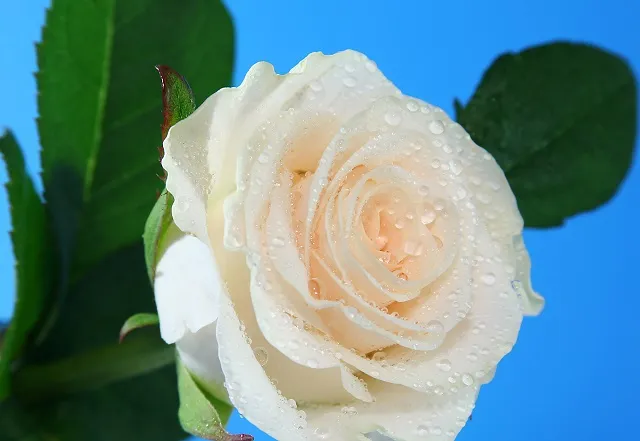 Flowers 109