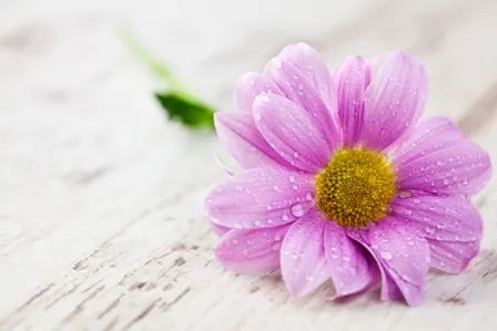 Flowers 137