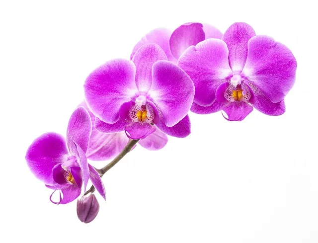 Flowers 307