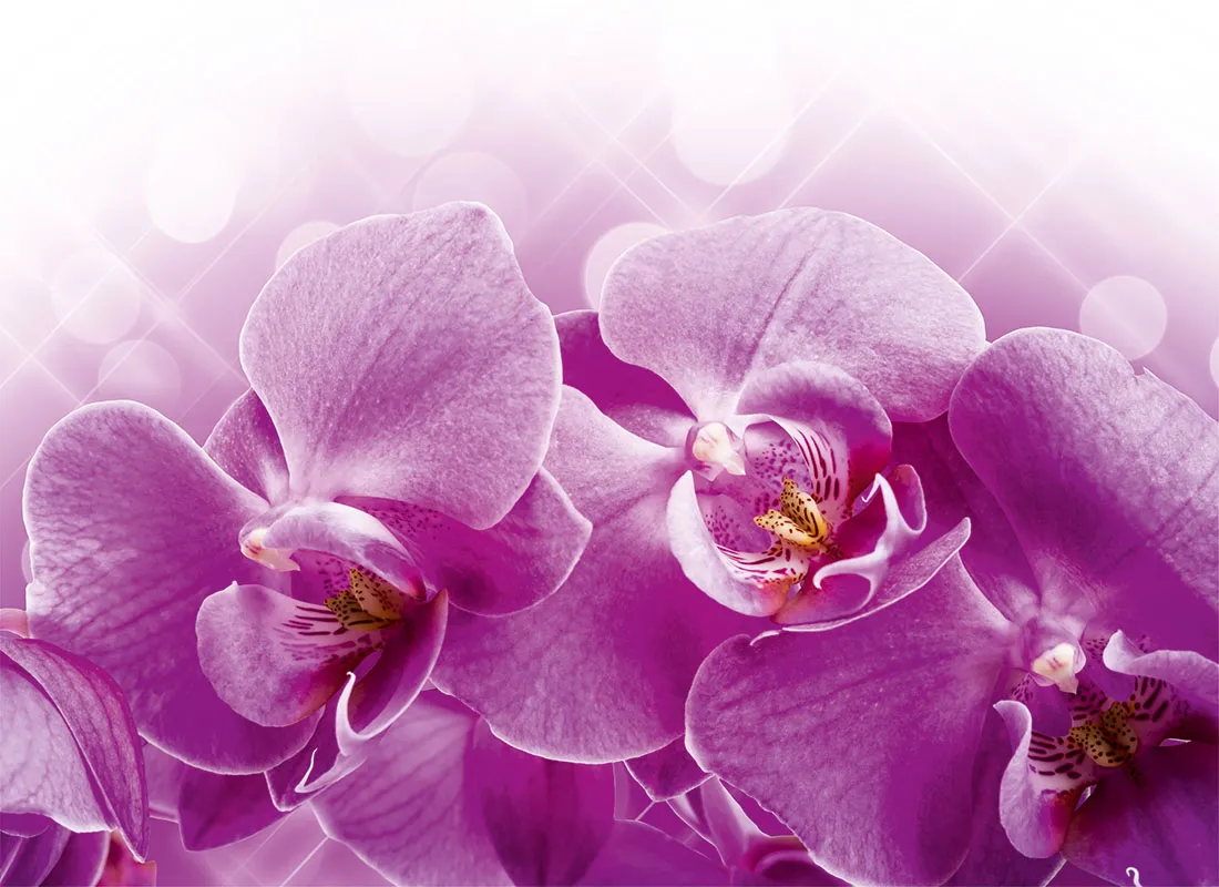 Flowers 381