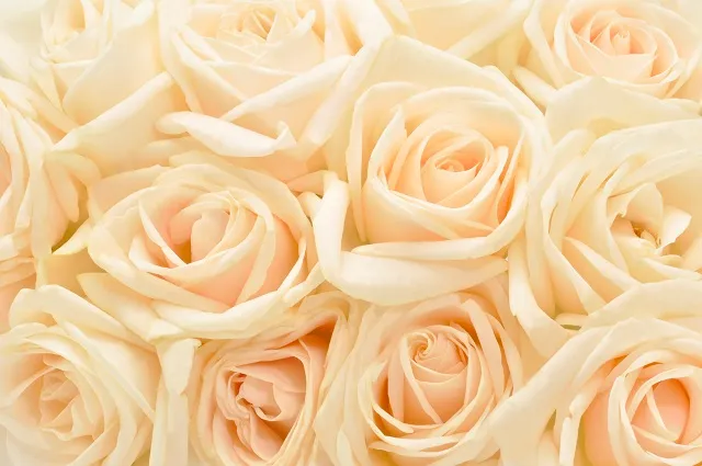 Flowers 085