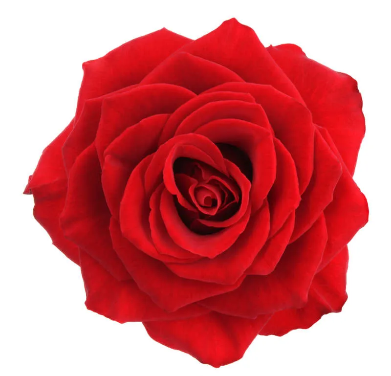 Flowers 010