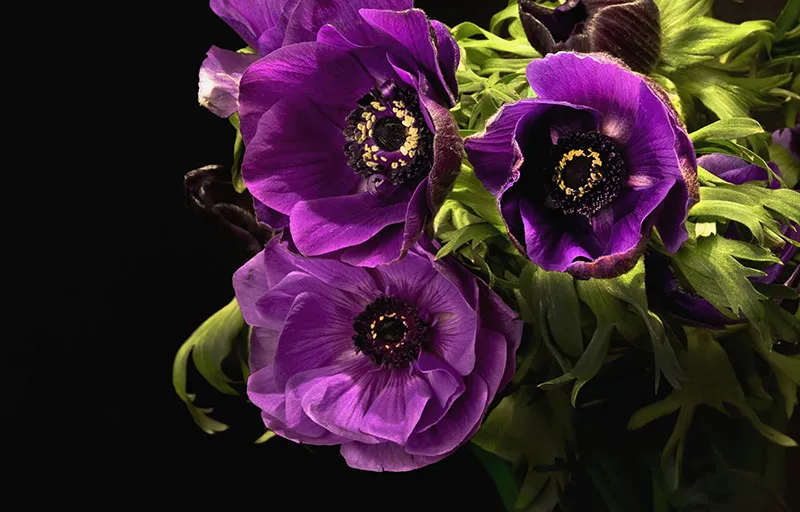 Flowers 387