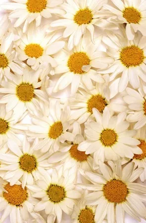 Flowers 194