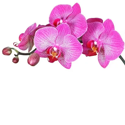 Flowers 005