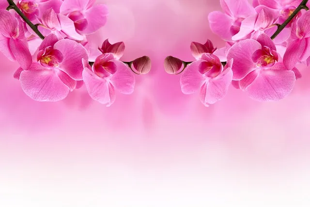 Flowers 324