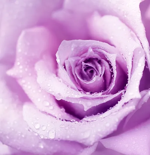 Flowers 112